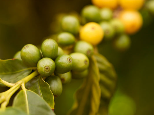 CAFICULTOR CHIAPAS · Sibactel