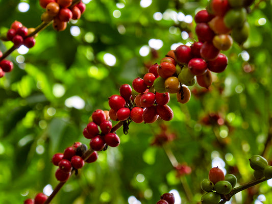 CAFICULTOR CHIAPAS · Finca Montebello